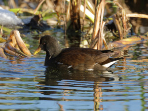 Common moorhen / Rörhöna / Gallinula chloropus