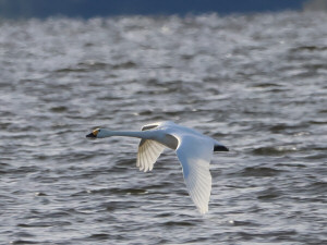 Tundra swan / Mindre sångsvan / Cygnus columbianus