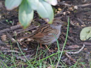 Dunnock / Järnsparv / Prunella modularis