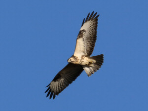 Common buzzard / Ormvråk / Buteo buteo