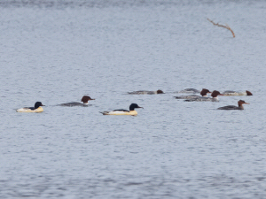 Common merganser / Storskrake / Mergus merganser