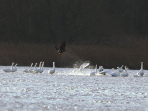 White-tailed eagle / Havsörn / Haliaeetus albicilla