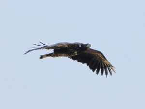 White-tailed eagle / Havsörn / Haliaeetus albicilla