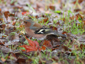 Eurasian chaffinch / Bofink / Fringilla coelebs