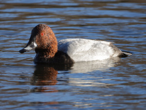 Common pochard / Brunand / Aythya ferina