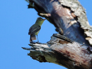 Icterine warbler / Härmsångare / Hippolais icterina