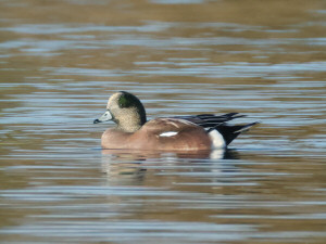 American wigeon / Amerikansk bläsand / Mareca americana