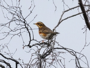 Redwing / Rödvingetrast / Turdus iliacus