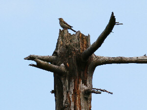 Tree pipit / Trädpiplärka / Anthus trivialis