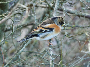 Brambling / Bergfink / Fringilla montifringilla