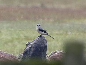 Great grey shrike / Varfågel / Lanius excubitor