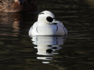 Smew / Salskrake / Mergellus albellus