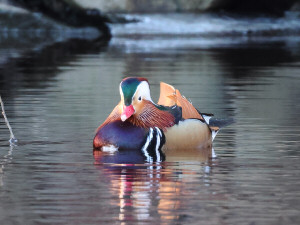 Mandarin duck / Mandarinand / Aix galericulata