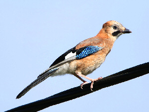 Eurasian jay / Nötskrika / Garrulus glandarius