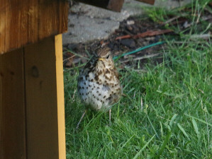 Song thrush / Taltrast / Turdus philomelos