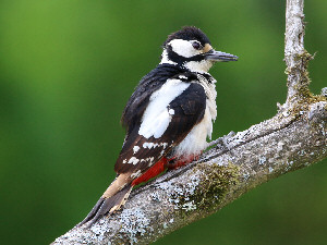 Great spotted woodpecker / Större hackspett / Dendrocopos major