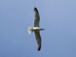 Common gull / Fiskmås / Larus canus