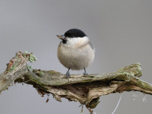 Marsh tit / Entita / Poecile palustris