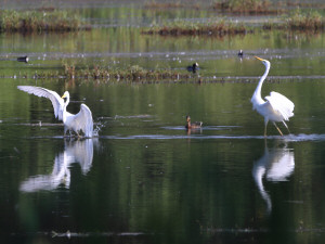 Great egret / Ägretthäger / Ardea alba