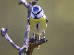 Blue Tit / Blåmes / Cyanistes caeruleus