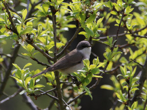 Lesser whitethroat / Ärtsångare / Curruca curruca