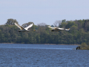 Whooper swan / Sångsvan / Cygnus cygnus