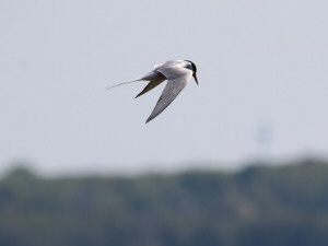 Common tern / Fisktärna / Sterna hirundo