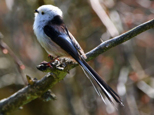 Long-tailed Tit / Stjärtmes / Aegithalos caudatus