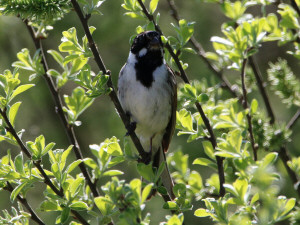 Common reed bunting / Sävsparv/ Emberiza schoeniclus