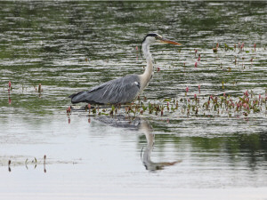 Grey heron / Grå Häger / Ardea cinerea