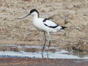 Pied avocet / Skärfläcka / Recurvirostra avosetta