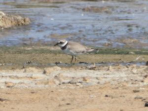 Common ringed plover / Större strandpipare / Charadrius hiat