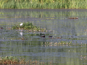 By the small lake