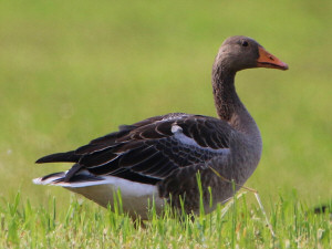 Greylag goose / Grågås / Anser anser