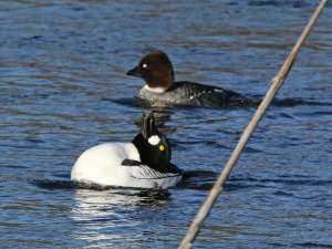 Common goldeneye / Knipa / Bucephala clangula