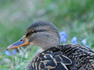 Mallard / Gräsand / Anas platyrhynchos