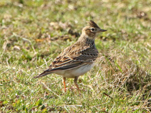 Eurasian skylark / Sånglärka / Alauda arvensis