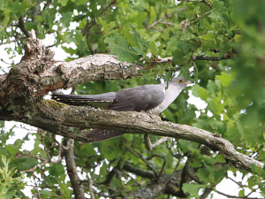 Common cuckoo / Gök / Cuculus canorus