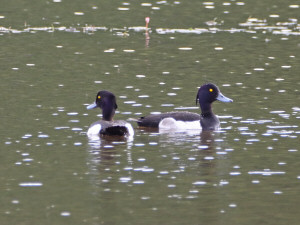 Tufted duck / Vigg / Aythya fuligula 