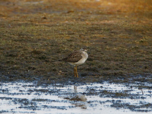 Wood sandpiper / Grönbena / Tringa glareola 