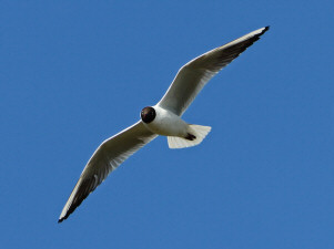 Black-headed gull / Skrattmås / Chroicocephalus ridibundus