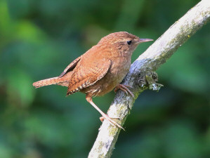 Eurasian wren / Gärdsmyg / Troglodytes troglodytes