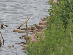 Common sandpiper / Drillsnäppa / Actitis hypoleucos 