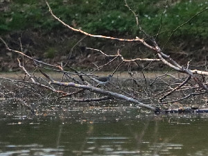 Green sandpiper / Skogssnäppa / Tringa ochropus