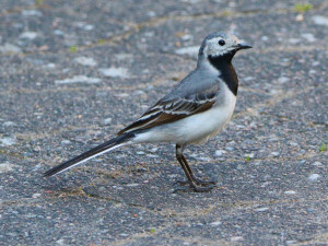 White wagtail / Sädesärla / Motacilla alba