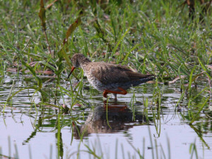 Common redshank / Rödbena / Tringa totanus