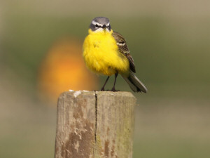 Yellow Wagtail / Gulärla / Motacilla flava