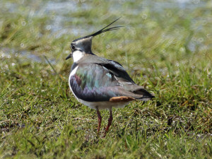 Northern lapwing / Tofsvipa / Vanellus vanellus