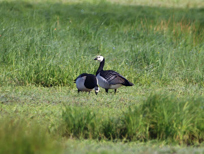 Barnacle goose / Vitkindad gås / Branta leucopsis