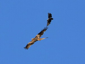 Fighting birds